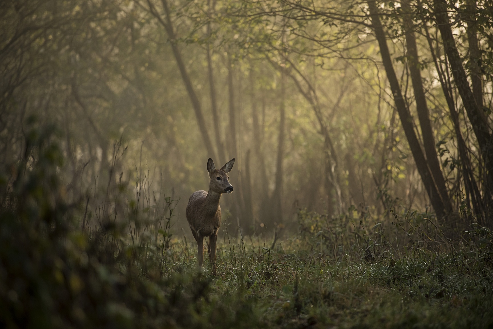 A roe deer standing still at the edge of woodland at dawn